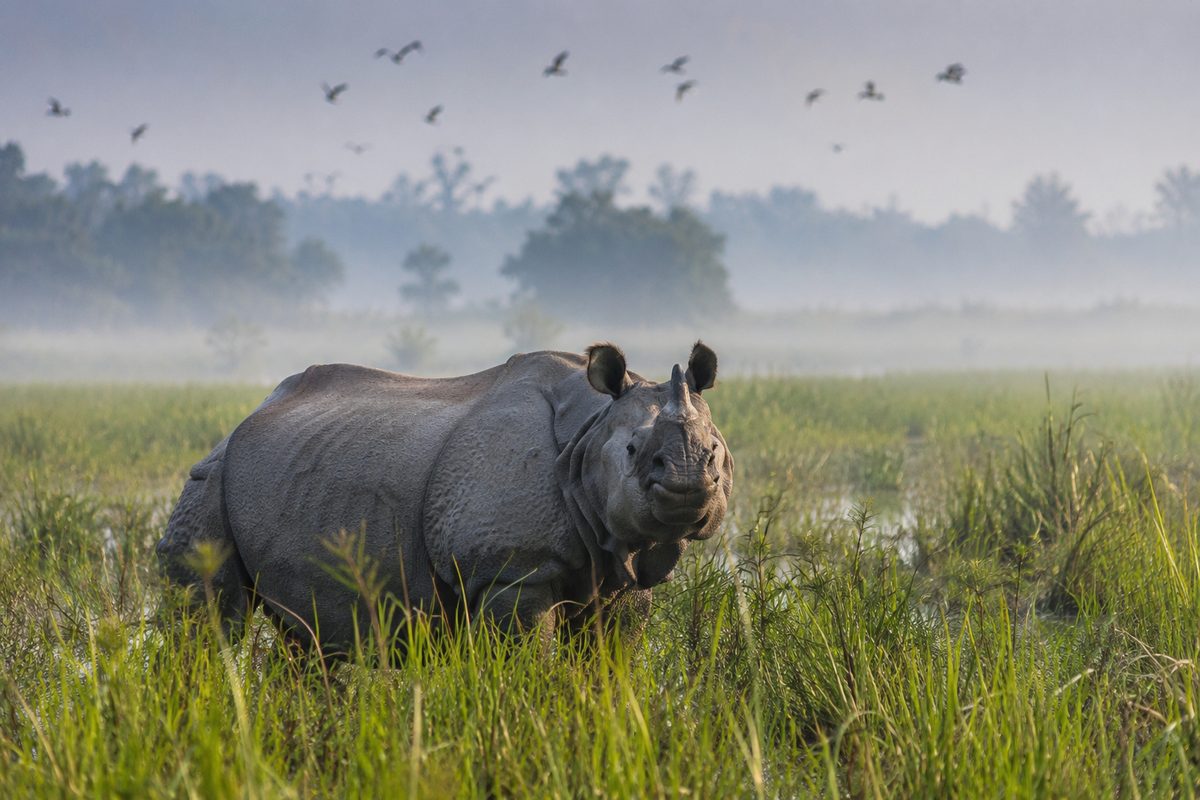 One-horned rhinoceros in Kaziranga grassland